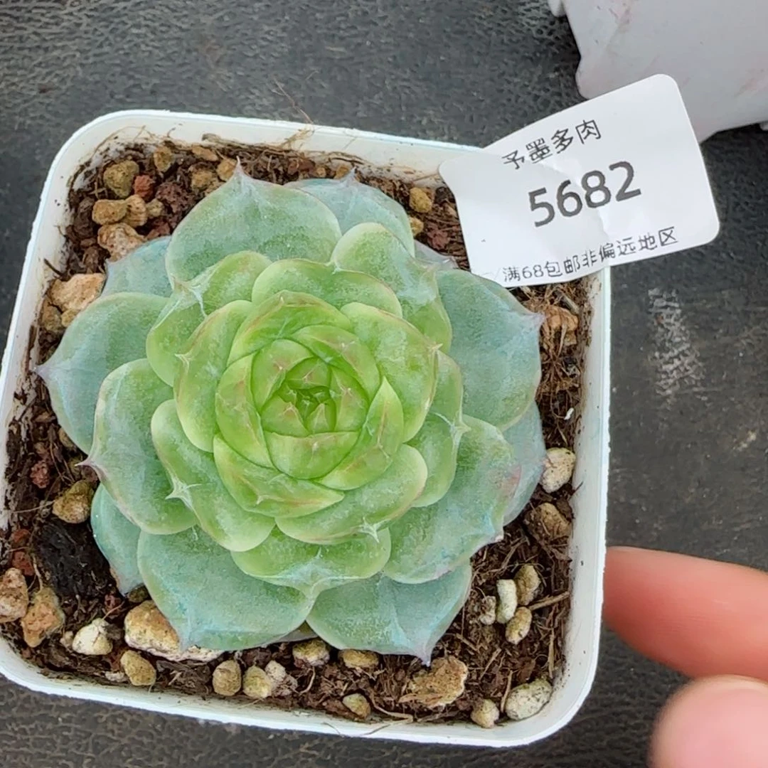 翡翠明珠。    5682。