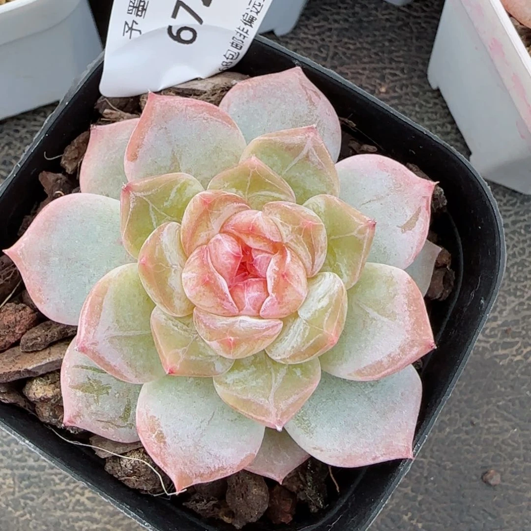 冰飘花珍妮。 6721。