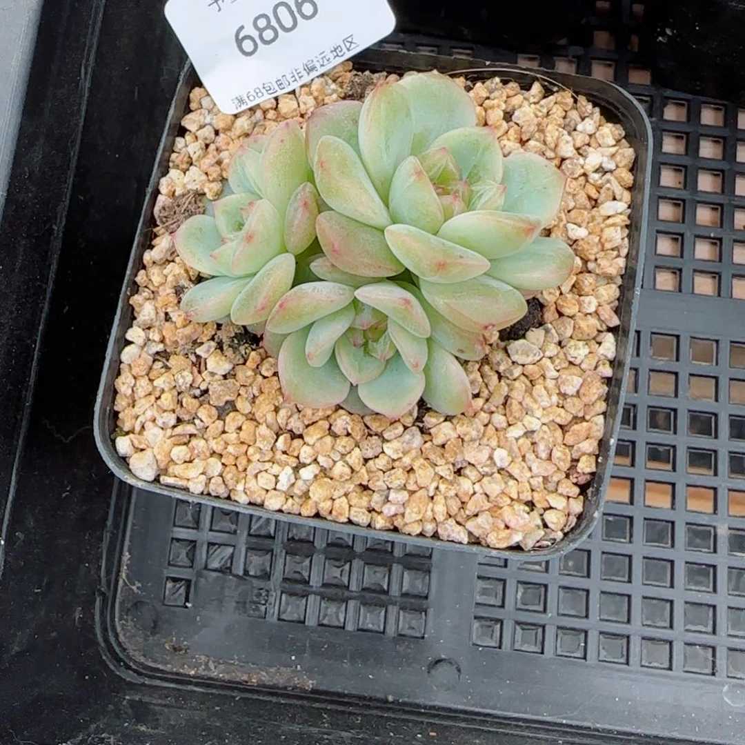 s****c甜心。橙。  6806。