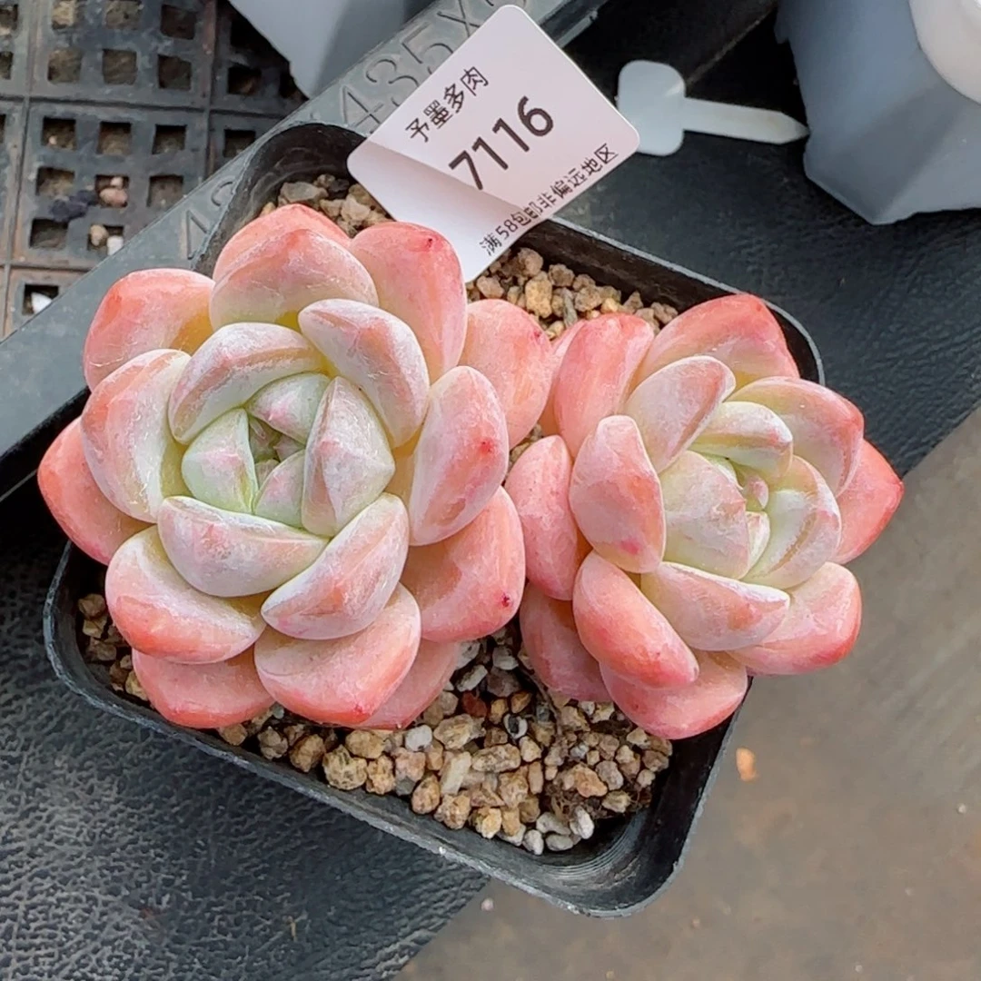 厚梦无砍。    7116。