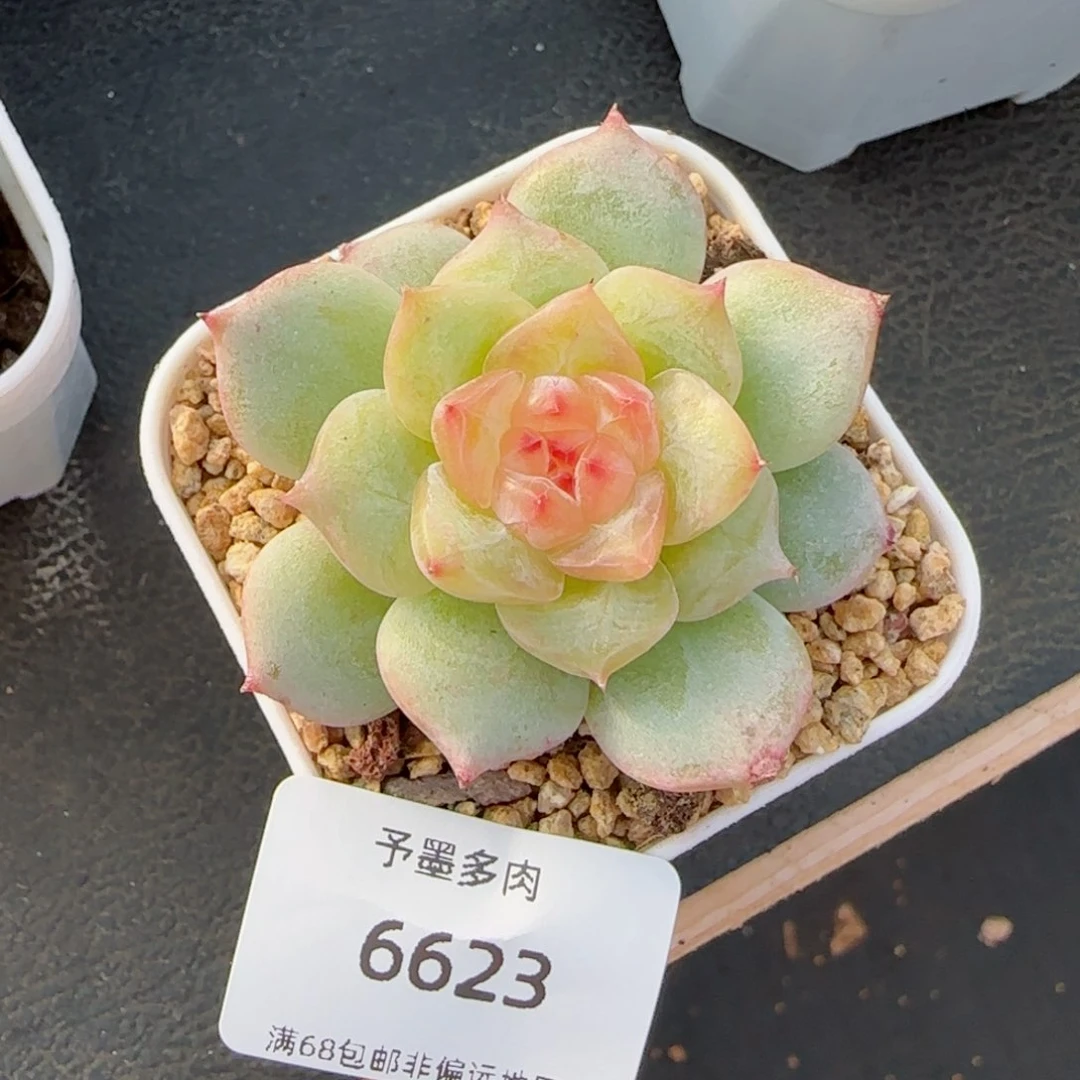 芳草。   6623。