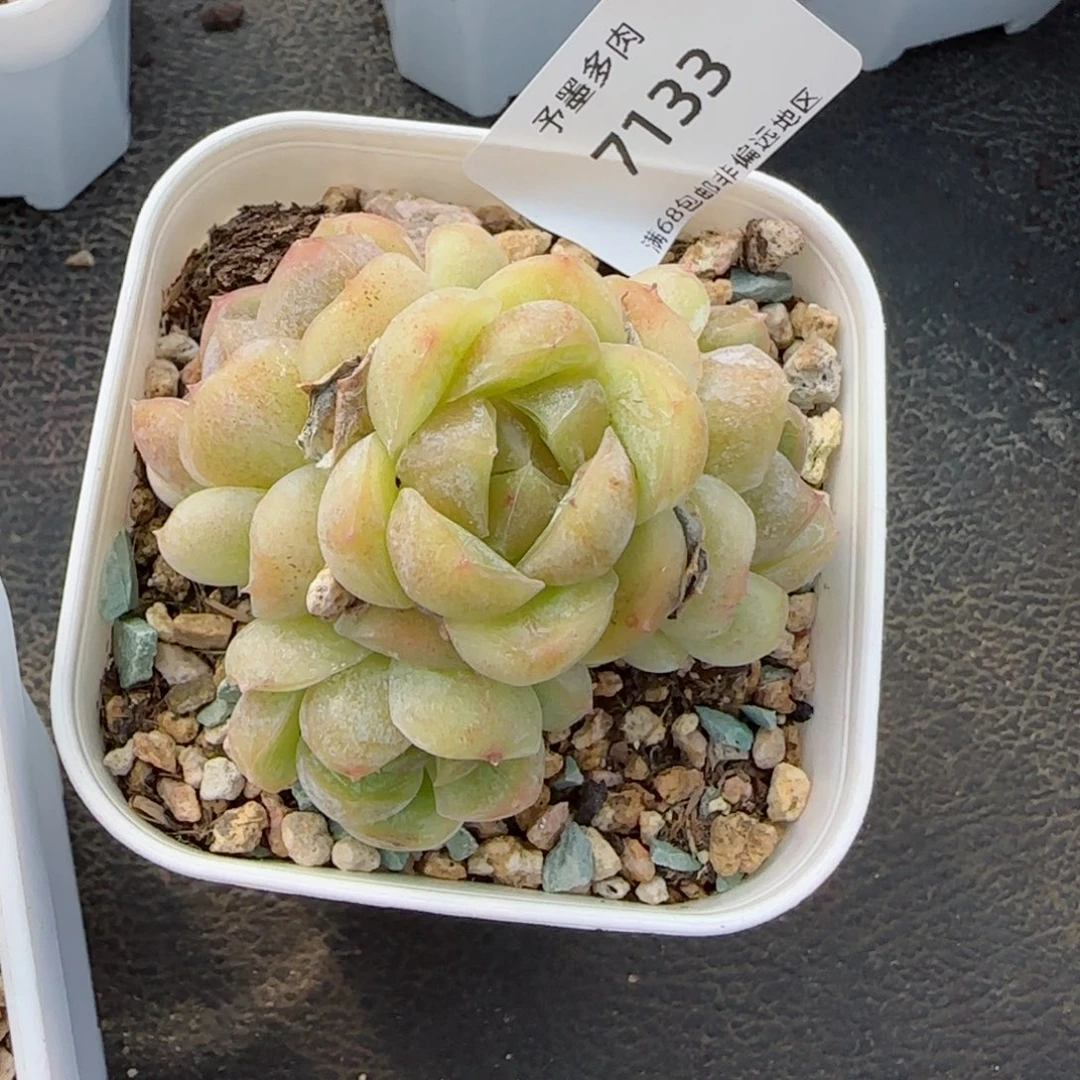 哈****弟胖虎。 7133。