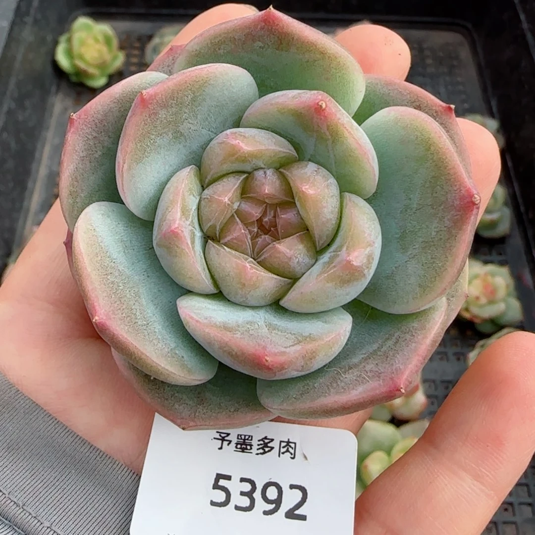 新珍妮。   5392。