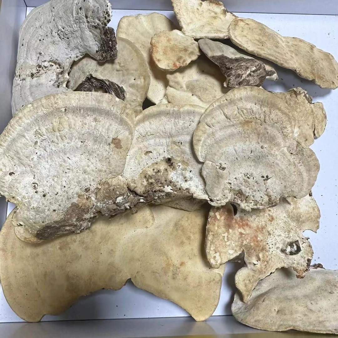 深山老林白菌 自然野生 白边玉芝