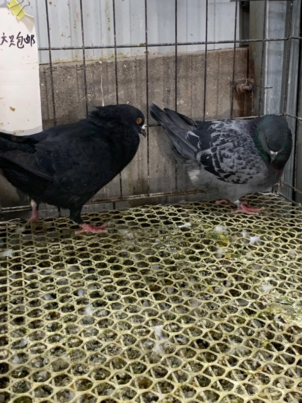 精品大体元宝种鸽