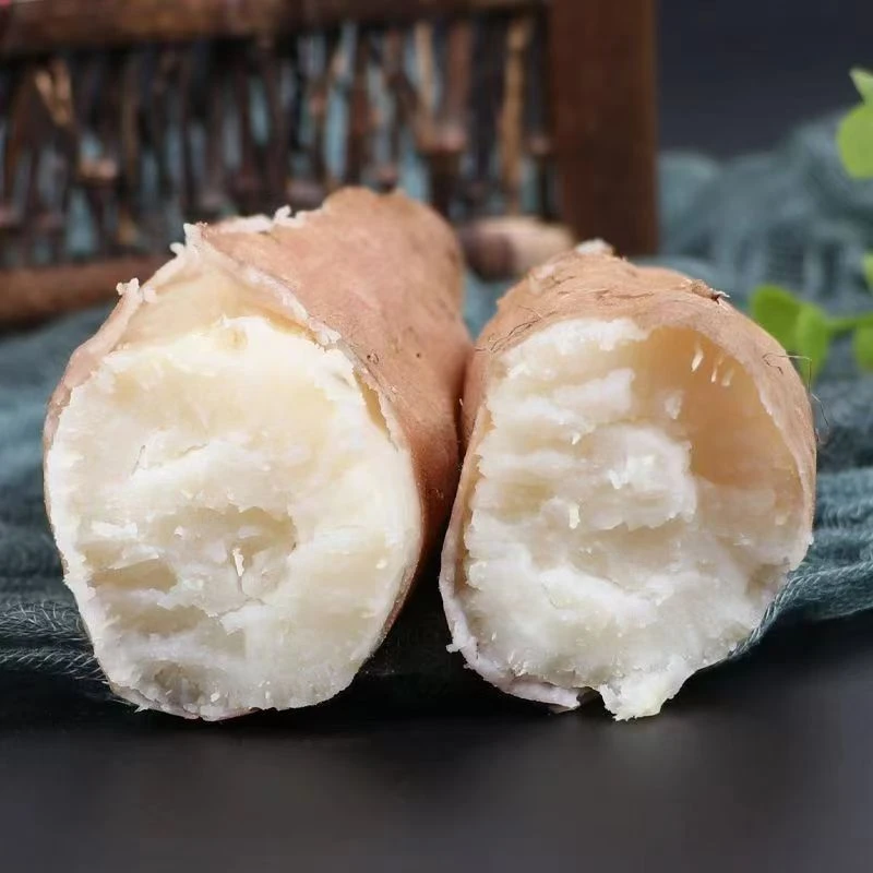 小鼠刨刨白哈蜜薯5斤