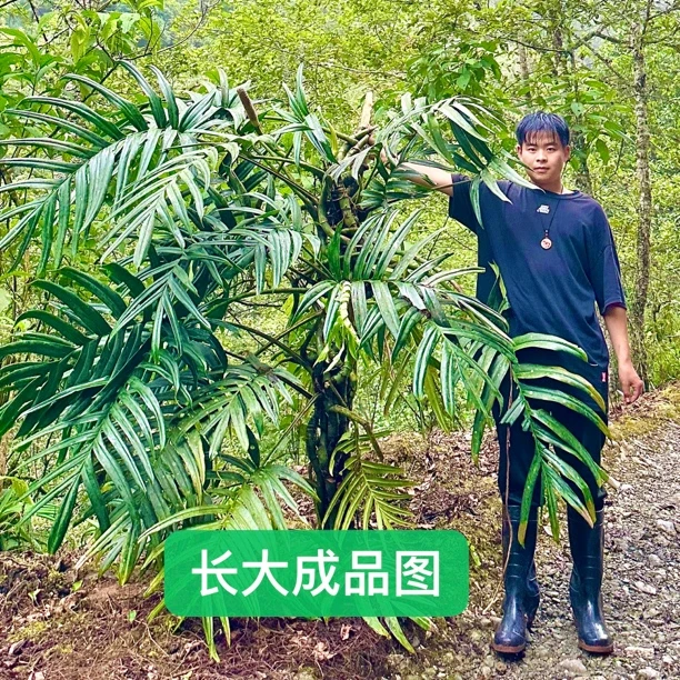【巨物过山龙】带新芽发货遇水即活可长三十米四季常青50-80厘米