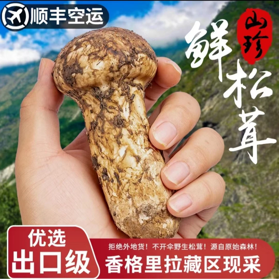 【特价破皮】香格里拉本地直销破皮松茸（轻微破损）