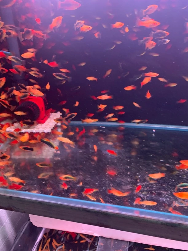 福袋不包损胎生鱼组混搭10条热带鱼