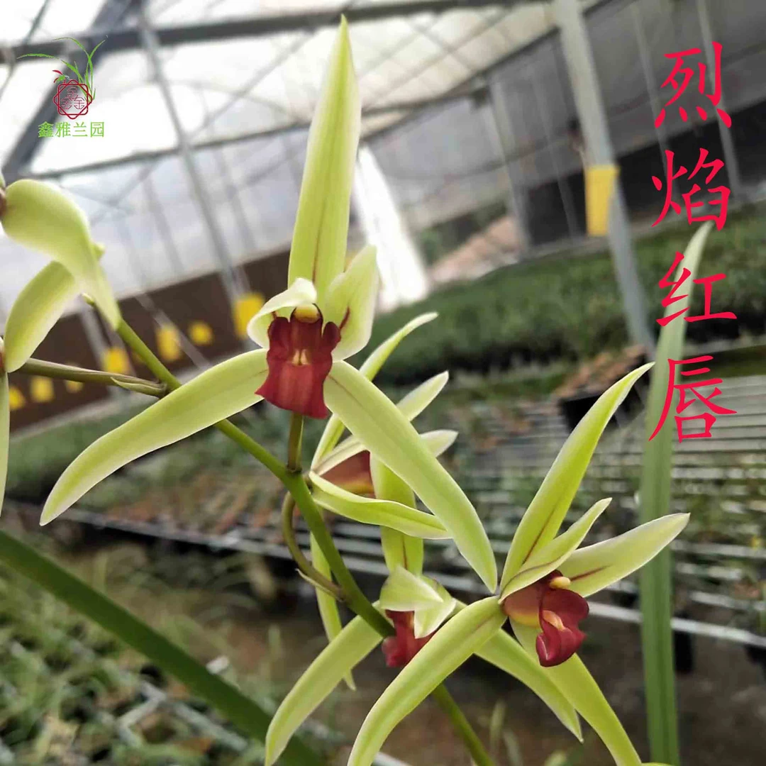 鑫雅花卉寒兰初恋烈焰红唇冬季带花老种浓香型素花红舌名贵盆栽