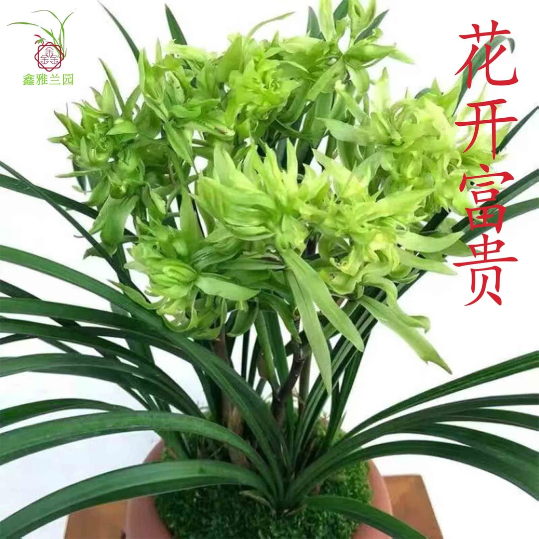 鑫雅花卉花开富贵春兰奇花名贵兰花雪影经典素色四季绿植耐活盆栽
