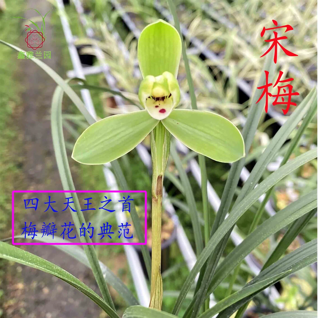 鑫雅花卉宋梅正宗兰花春兰铭品兰草带花苞vs浓香好养绿植花卉盆栽