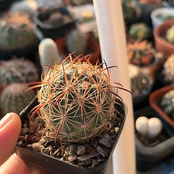 实生仙人球一物一拍