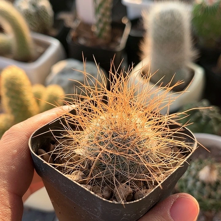 海泉实生仙人球一物一拍