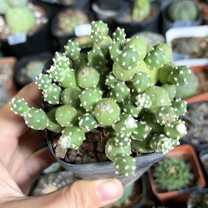 自根仙人球一物一拍495