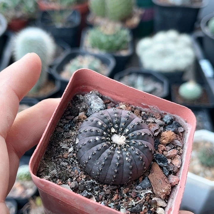 实生仙人球一物一拍