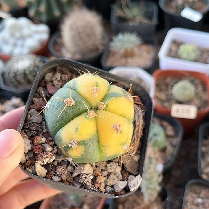 仙人球一物一拍自根