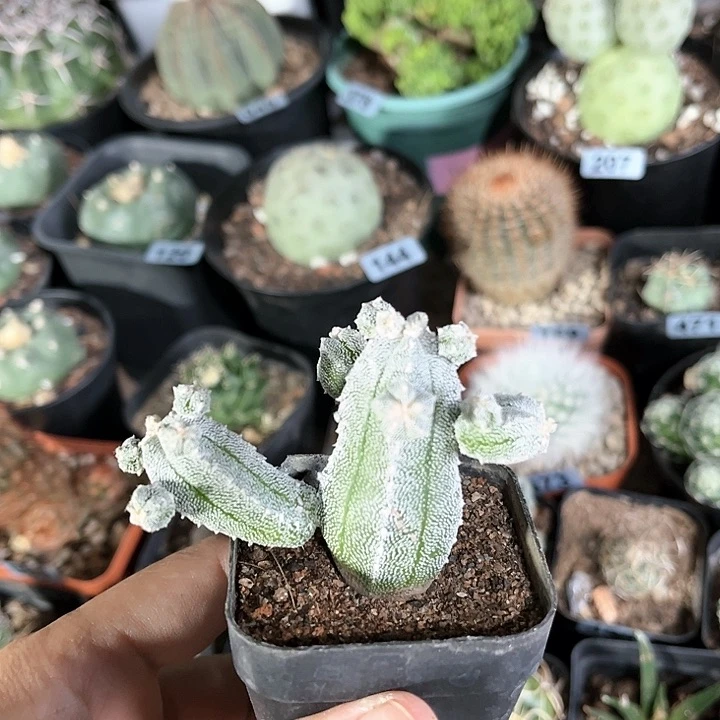 仙人球一物一拍自根