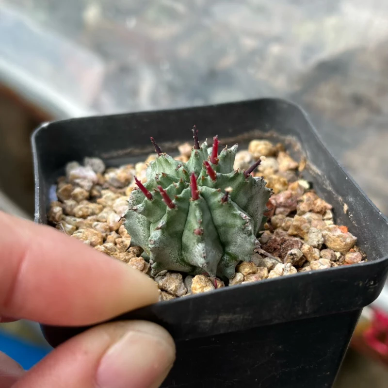 白衣魁伟玉自根仙人球大戟科稀有趣味植物多肉植物仙人掌小盆栽
