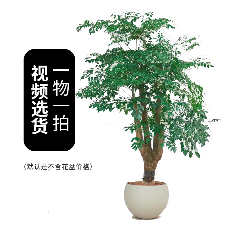 大型幸福树幌伞枫【一物一拍】富贵树适合各种春夏秋冬室内绿植