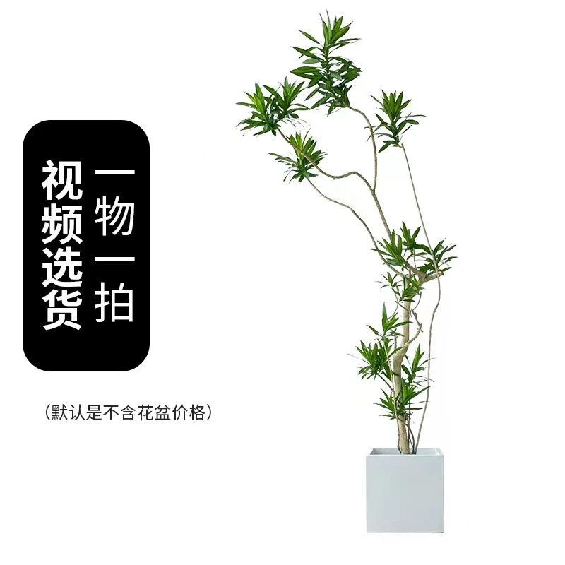 百合竹【一物一拍】黑金刚橡皮树黄金榕树百合竹棕榈富贵铁龙血树