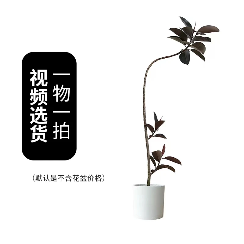 黑金刚【造型黑金刚】客厅清新好养室内绿植办公室霸气黑金刚橡皮树