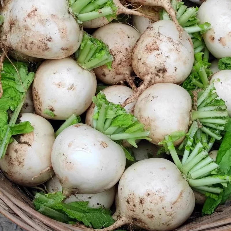 四川现拔新鲜白萝卜农家自种蔬菜当季春不老萝卜泡菜圆白萝卜去泥