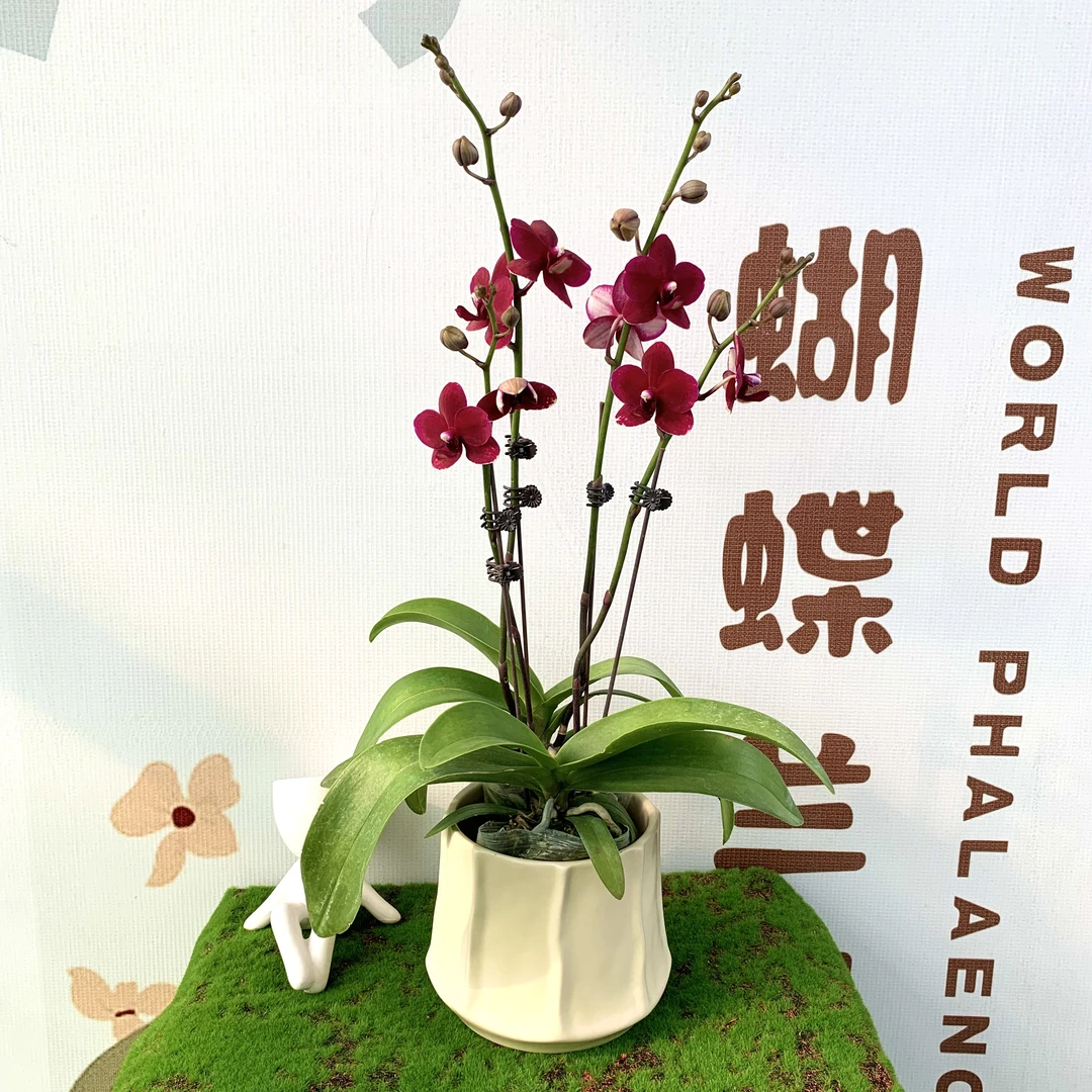 【胭脂】黑花蝴蝶兰 鲜活花卉绿植鲜花盆栽桌面办公室客厅带花苞