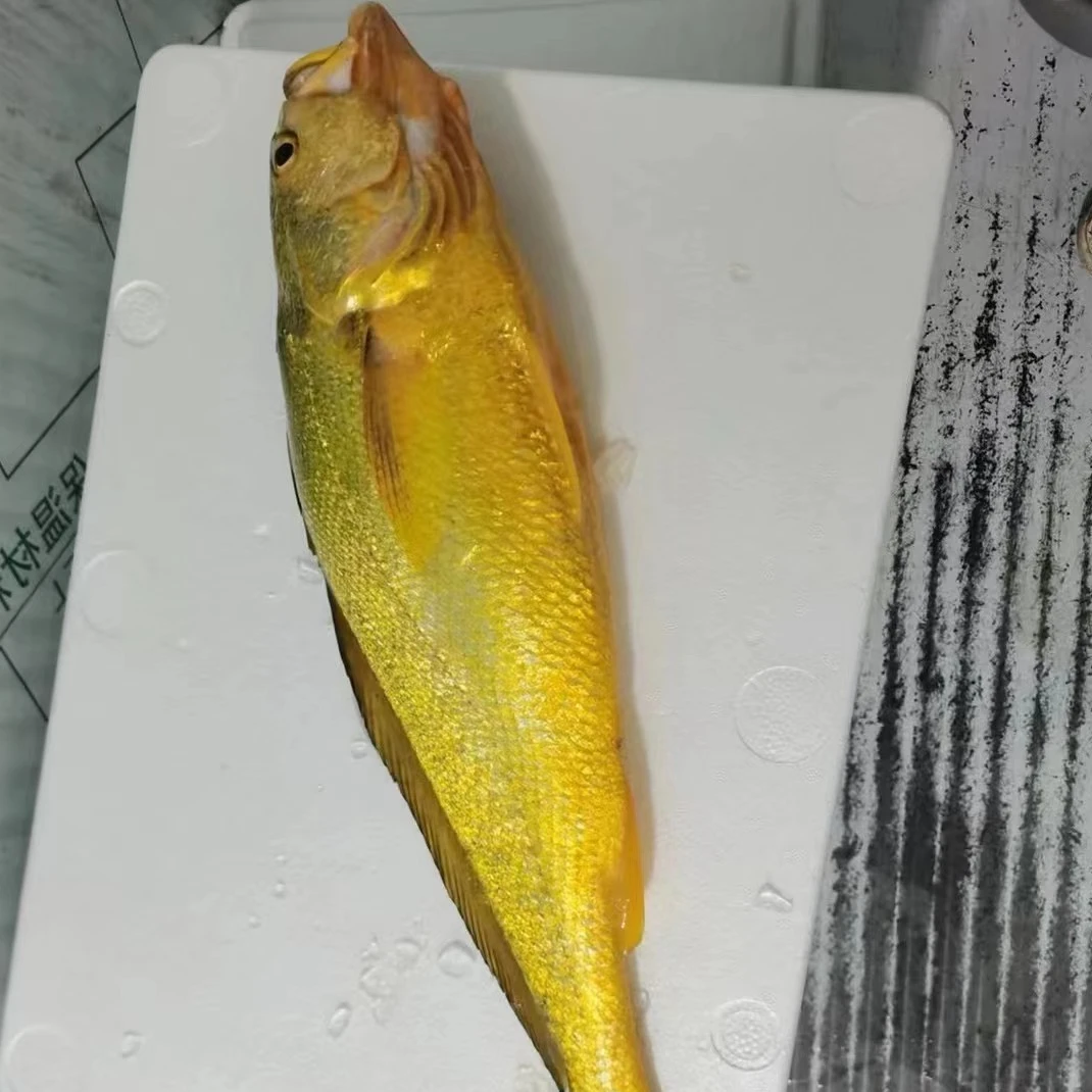 舟山野生大黄鱼 正宗海钓野生黄鱼