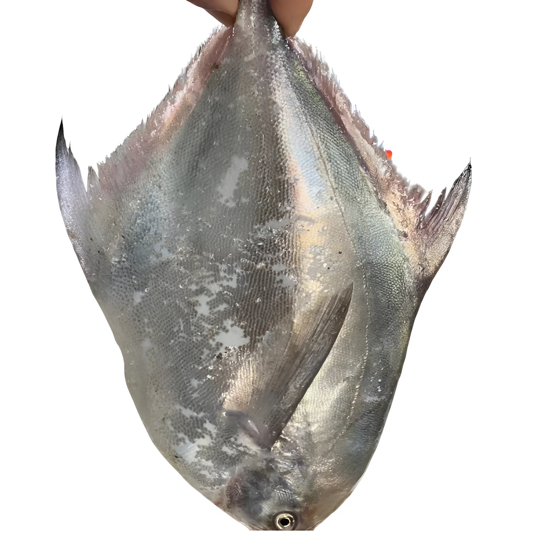 舟山流网鲳鱼 大白鲳鱼 新鲜鲳鱼东海鲳鱼