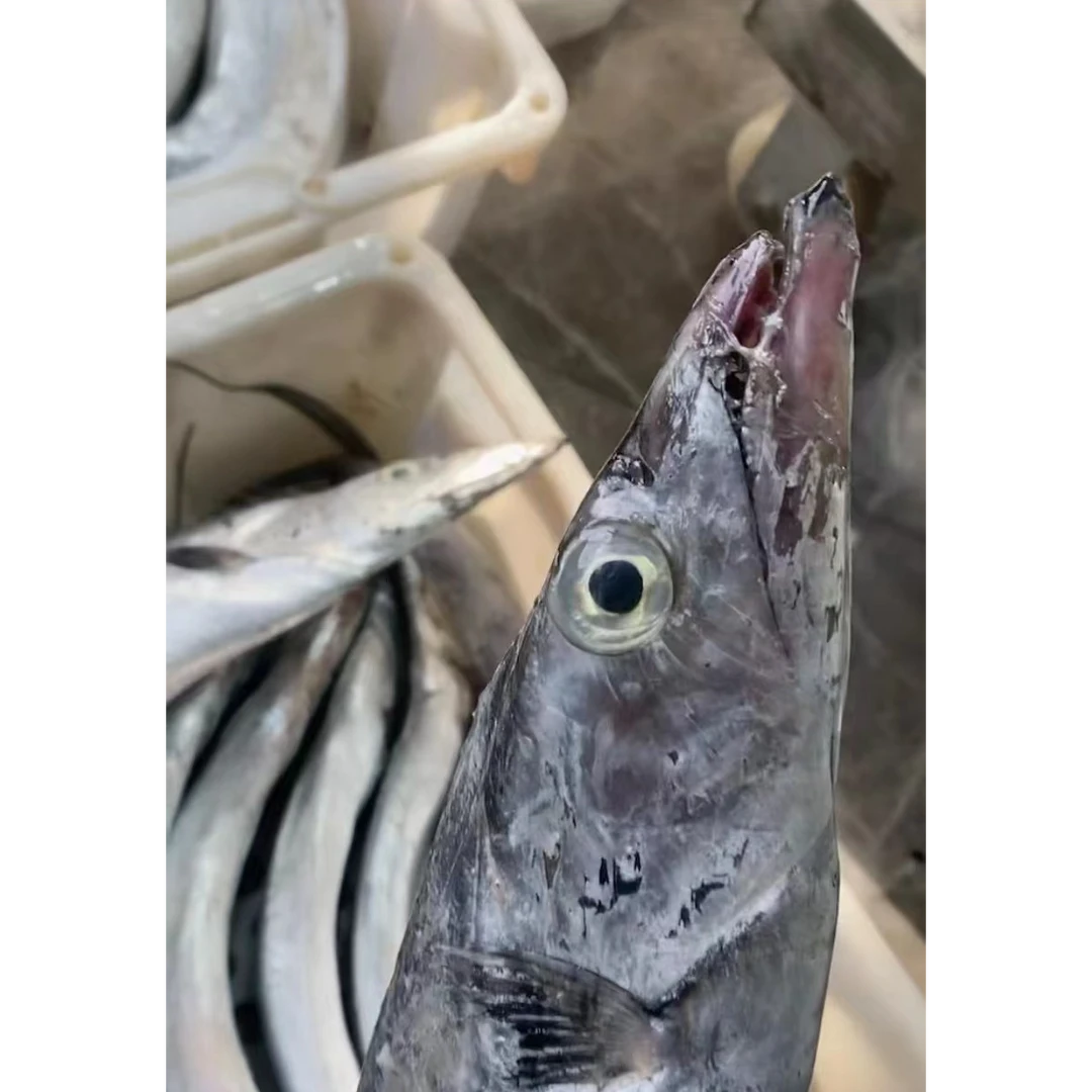 东海新鲜网捕瑕疵带鱼现称现卖500g起