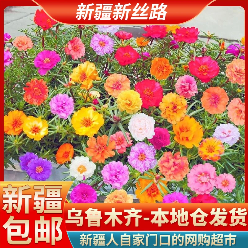 【约2000颗/新疆包邮】重瓣太阳花种子播种花肥组合鲜花花卉盆栽