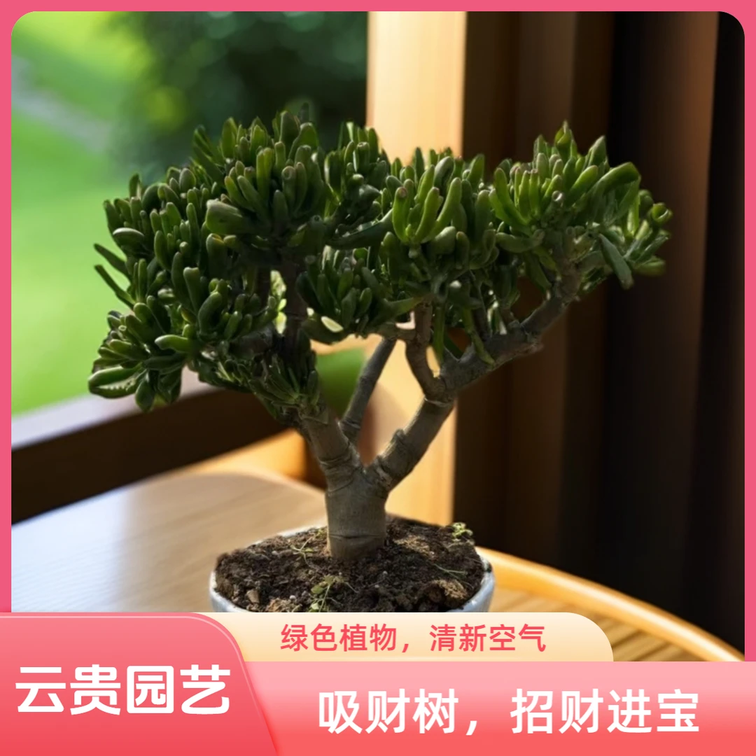 精品吸财树 好种好样南方北方室内室外6年老桩【带盆带土】