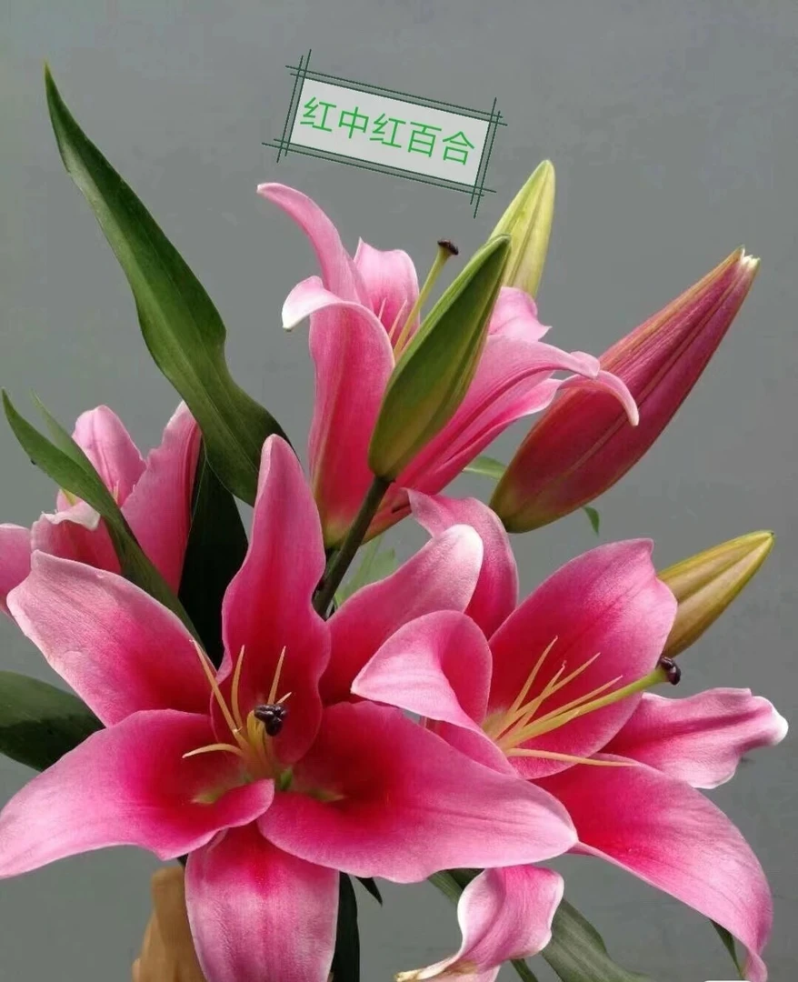 【娟娟优选】红中红 红色艳丽香水百合(注;发货以后不退货退款)