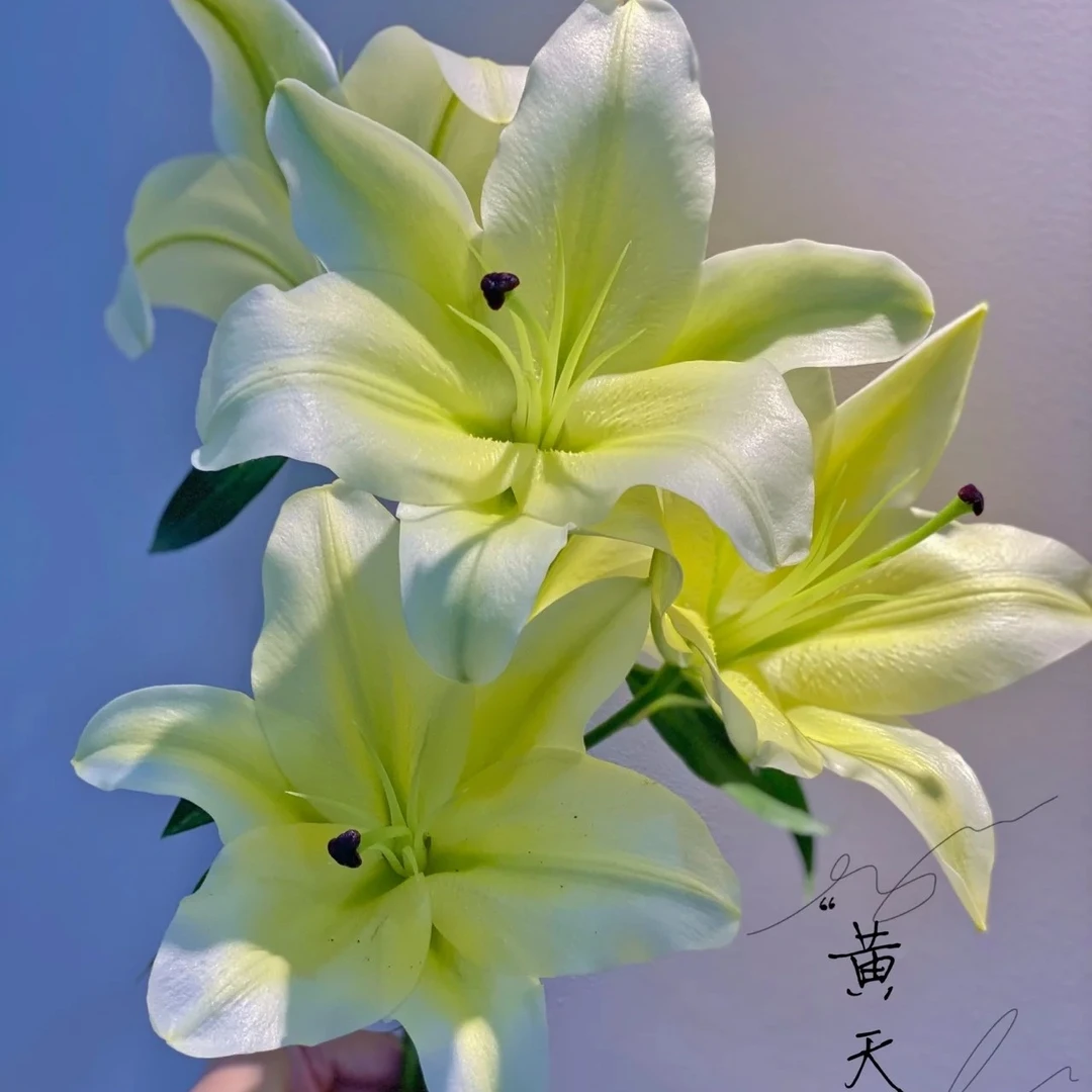 【娟娟花卉】黄天霸浓香香水百合特大鲜花