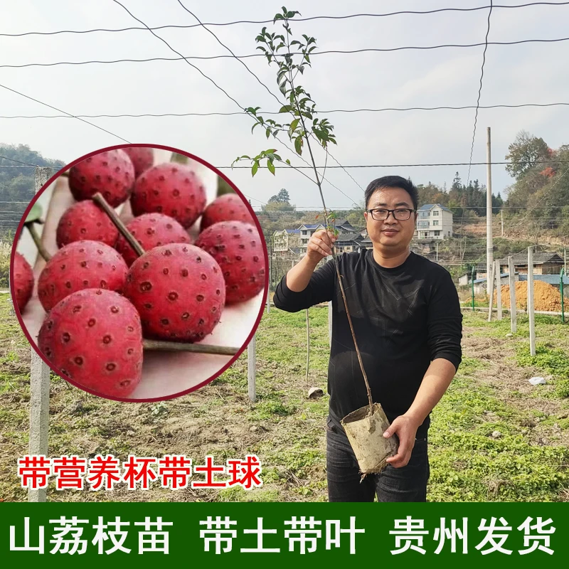山荔枝野荔枝鸡素果苗四照花野果苗四季庭院果树带土杯苗