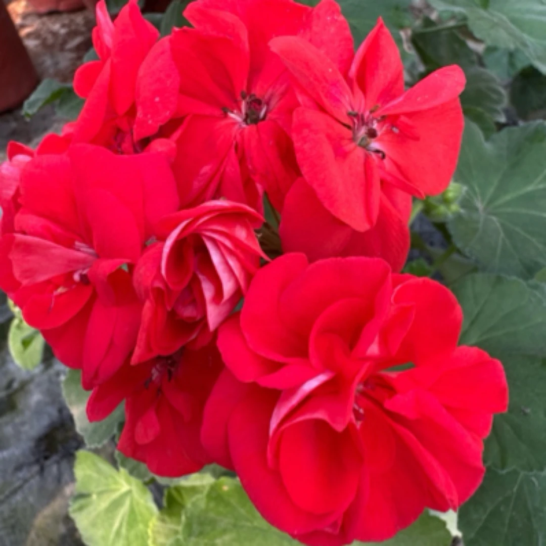 【凤九】小苗130杯直立大花重瓣天竺葵