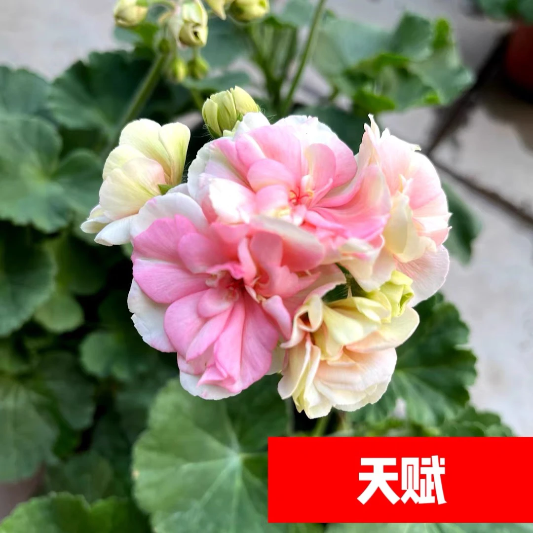 【天赋】130杯直立重瓣大花球子天竺葵爆花