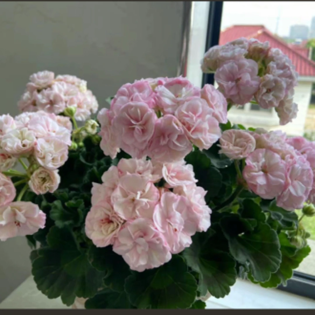 【小步舞曲】130杯重瓣天竺葵大花球