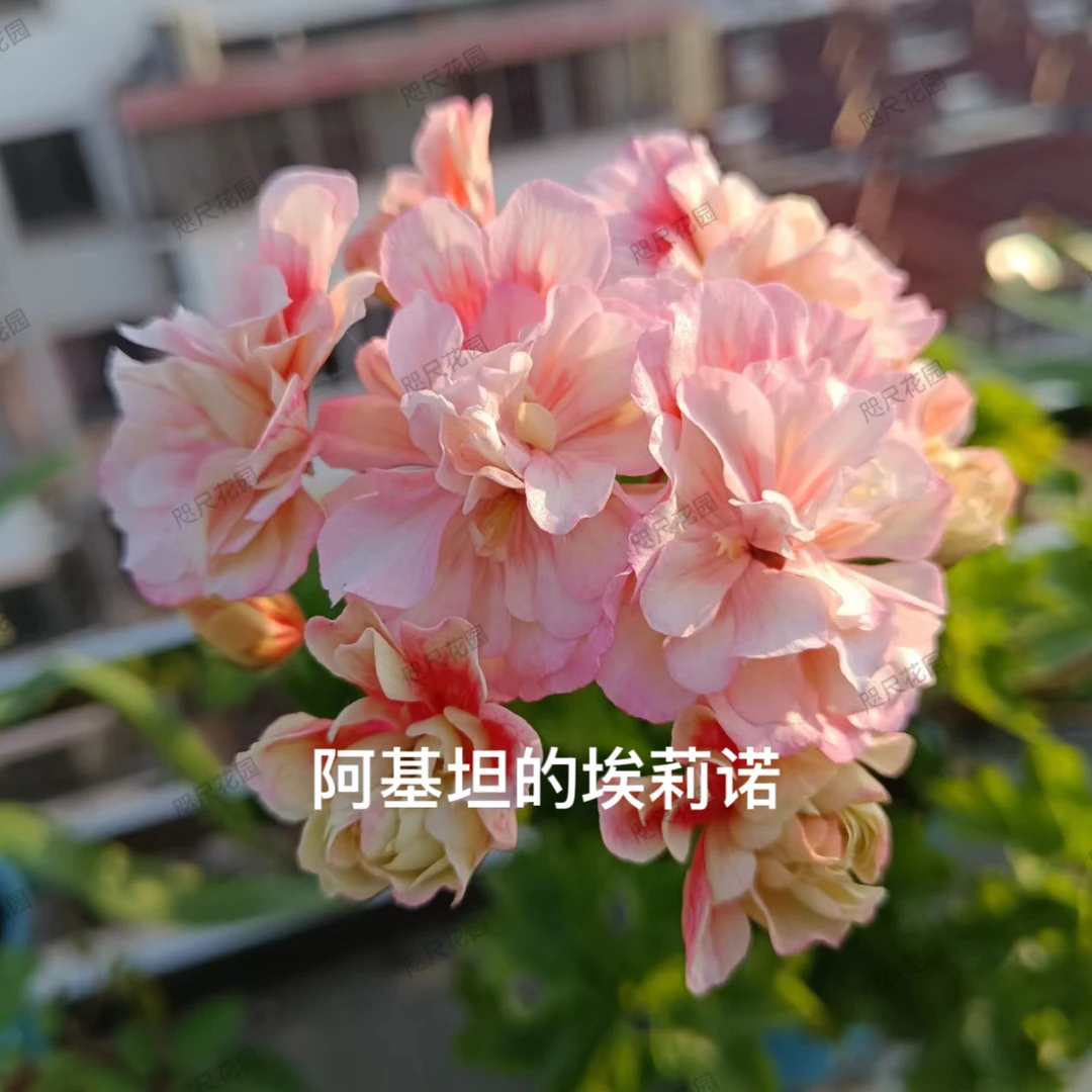 【阿基坦的埃莉诺】130杯直立天竺葵超大花球重瓣爆花