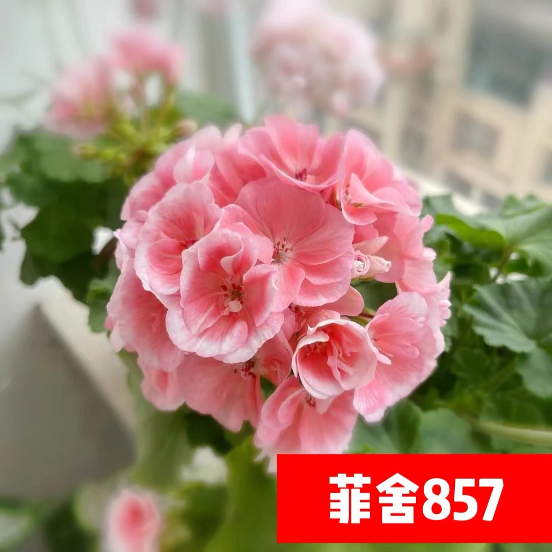 【费舍857】130杯直立大花球子天竺葵爆花