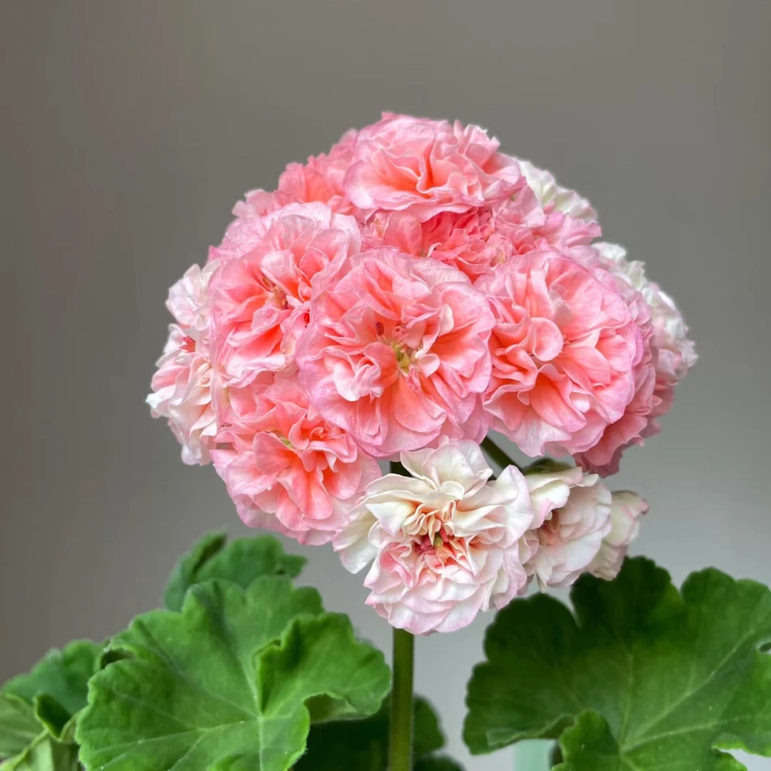 【14.21】新品-直立重瓣大花球子天竺葵爆花