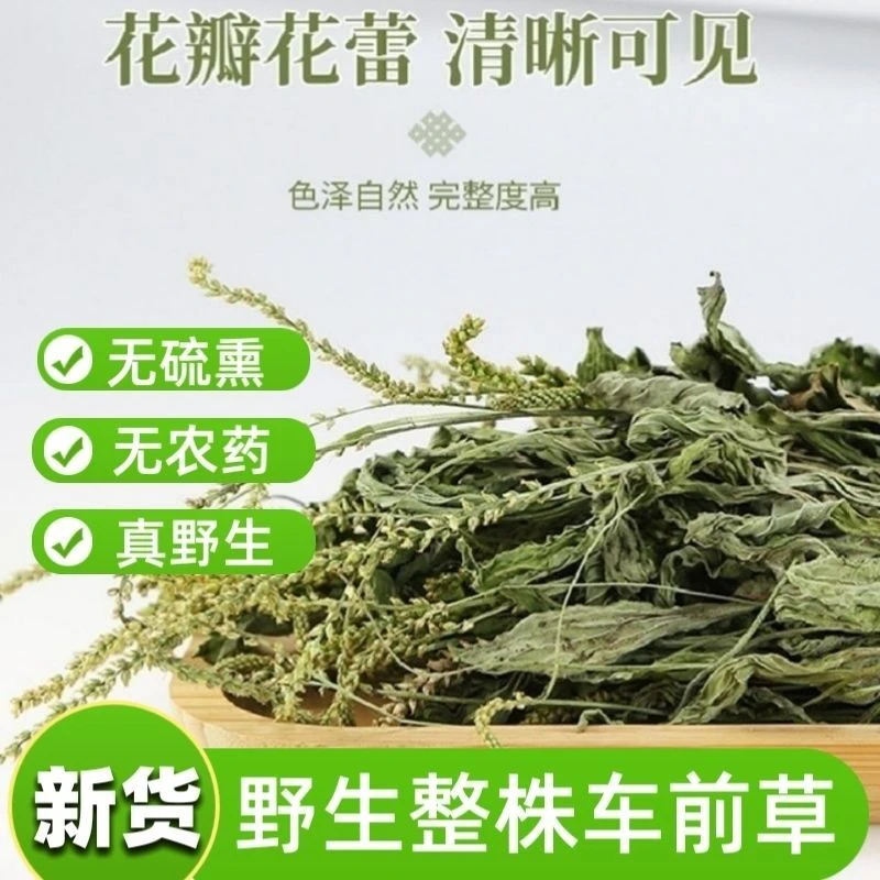 车前草 车前草车前草 车前草干货泡茶车前草泡水喝