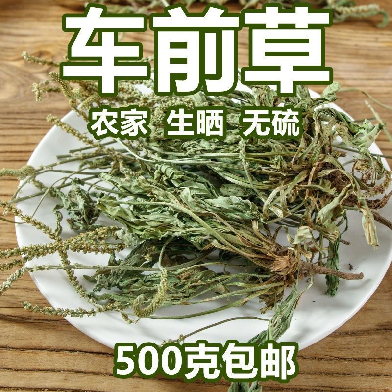 车前草新货无硫整棵车前草猪耳朵草药泡茶