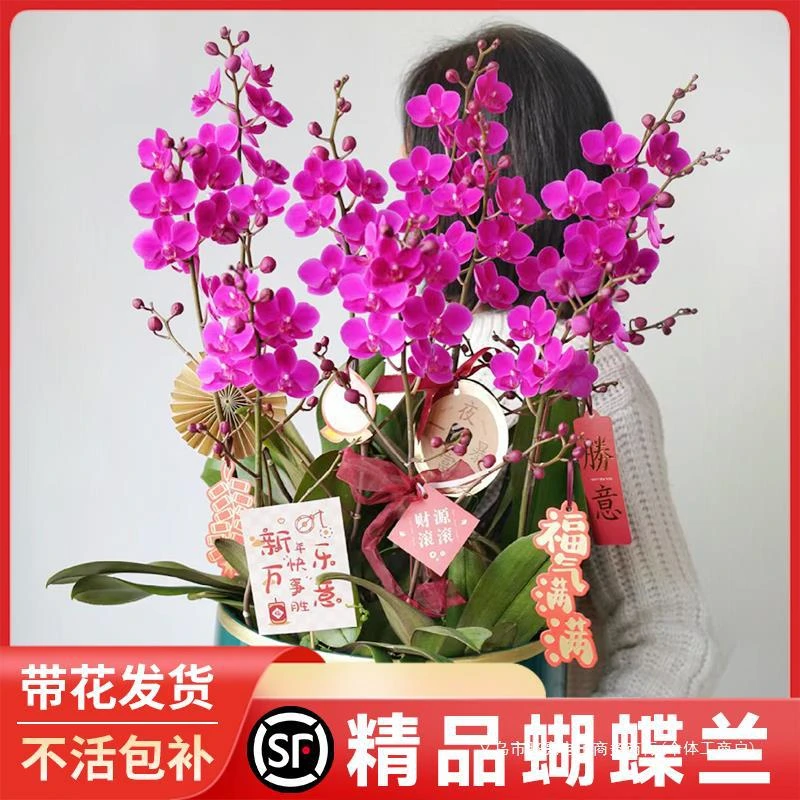 蝴蝶兰盆栽带花大花型客厅带花苞年宵花卉开业送礼高端春节真大盆