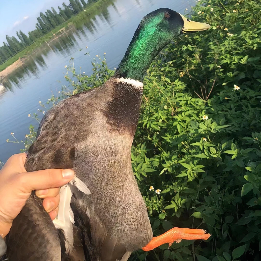 山坑放养小青头鸭，净重2斤左右（不送油）