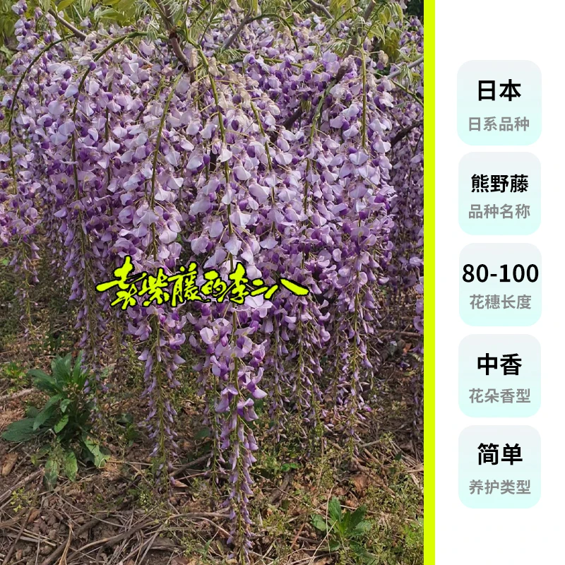 日系熊野藤2-3年苗 紫色长穗品种 基地发货 简单好养 成活率高