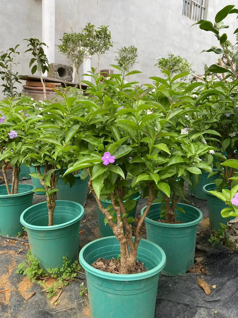 双色茉莉花苗四季开花香味 鸳鸯花苗浓香花 盆栽老桩带原土球发货