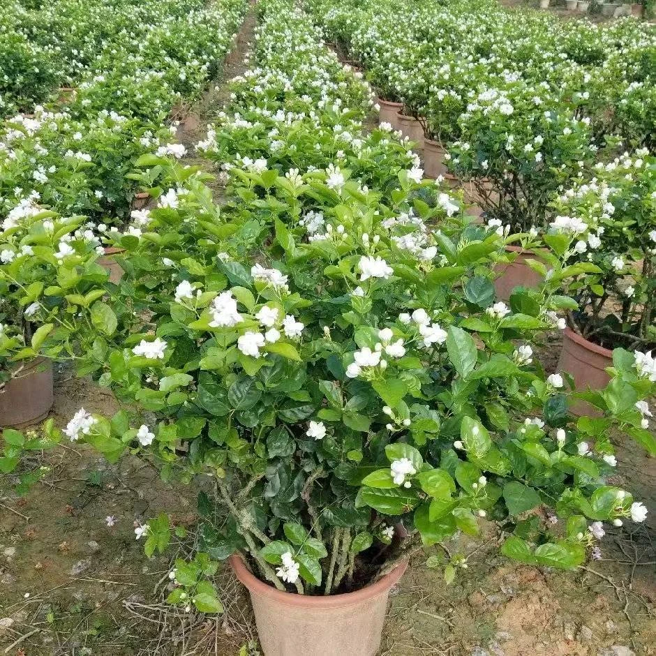 横县重瓣茉莉花盆栽老桩室内室外庭院容易养活4-10月开花