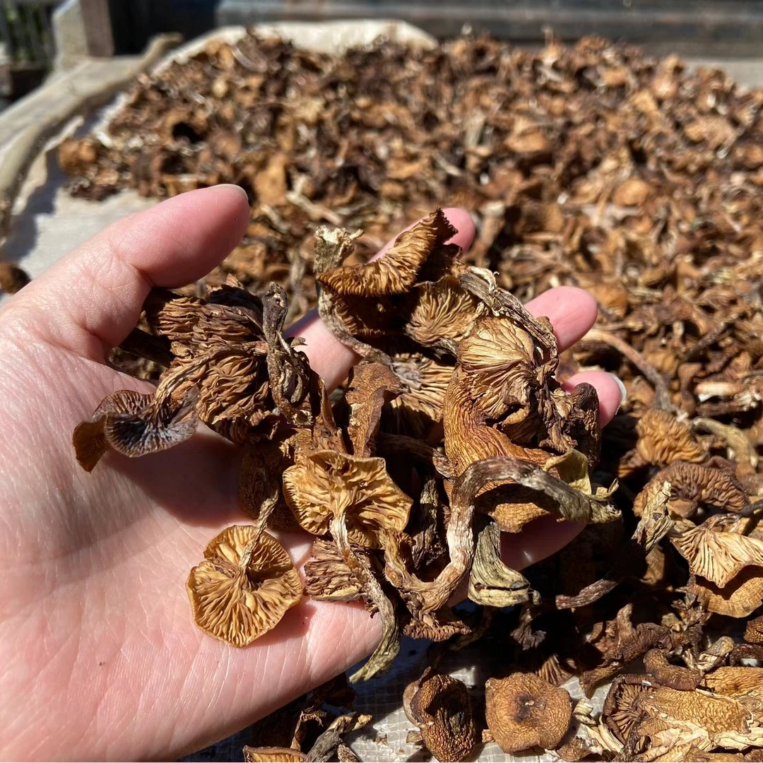 野生榛蘑东北特产农家自然晾晒榛蘑